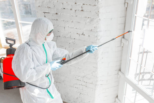 Best Environmental Consulting for Mold Prevention  in USA